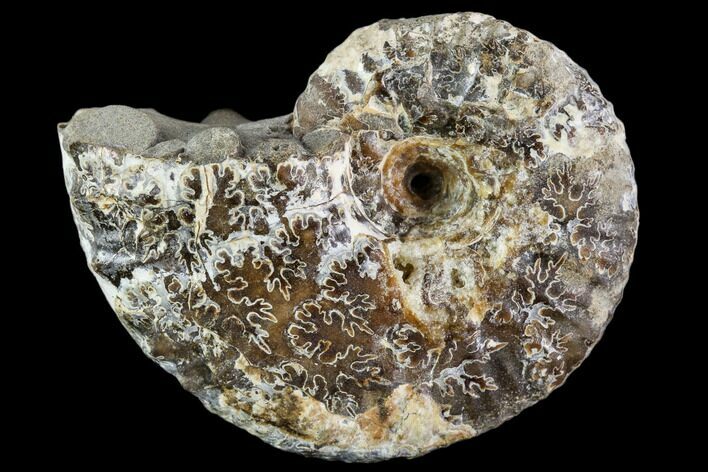 Rhaeboceras Ammonite - Bearpaw Shale, Montana #110576